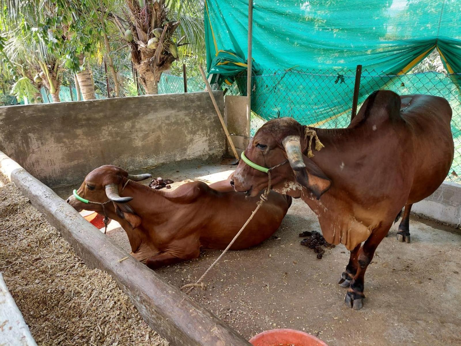 Lakshmi Farm Villa Alibag Luaran gambar